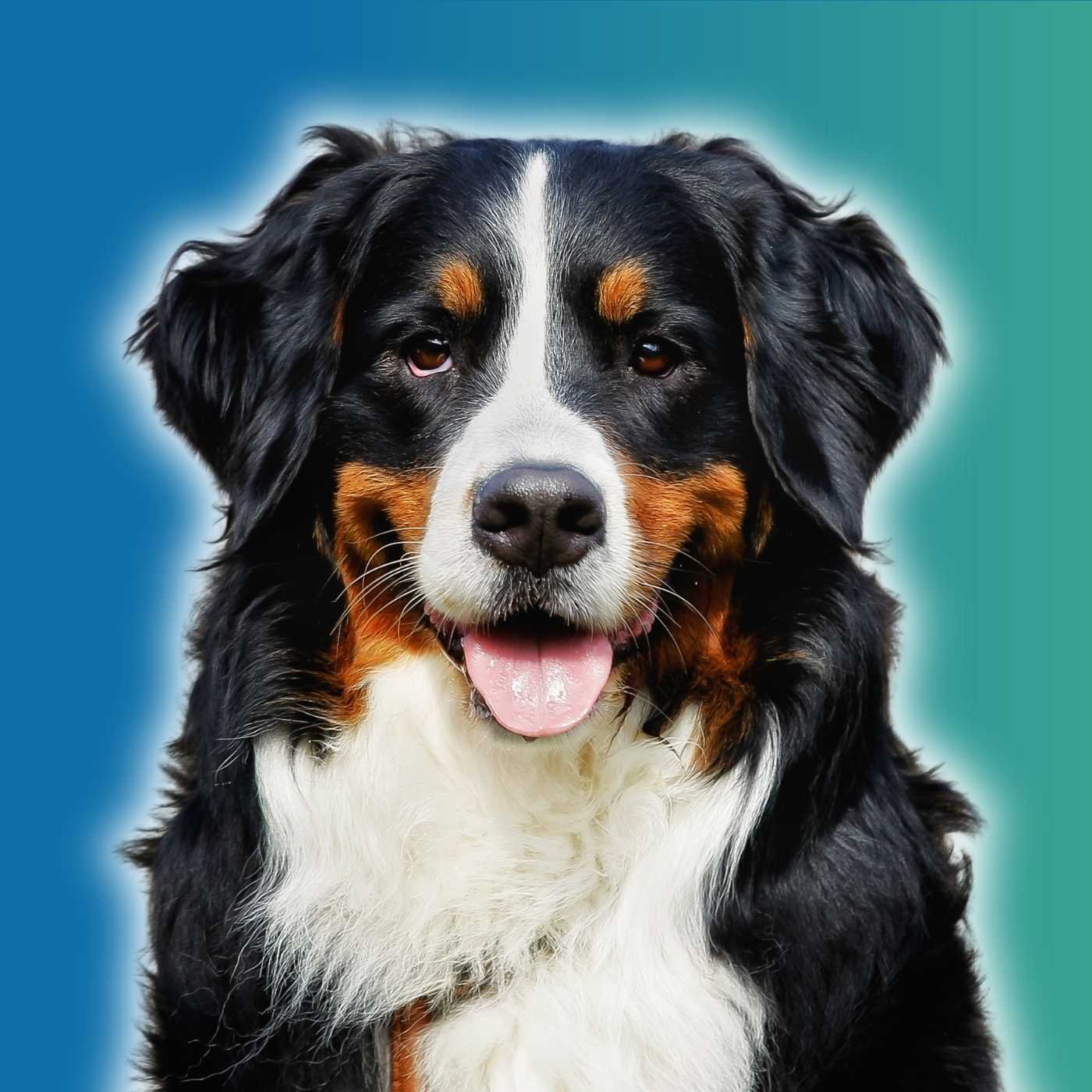 chien adulte
