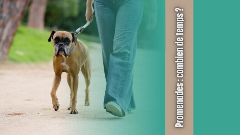 Combien de temps promener son chien ? Guide complet par âge et race