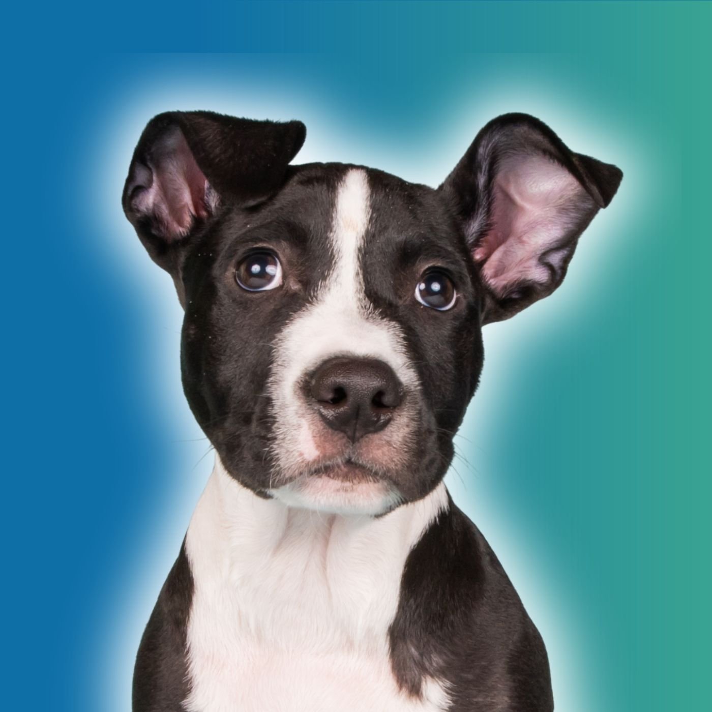 chiot