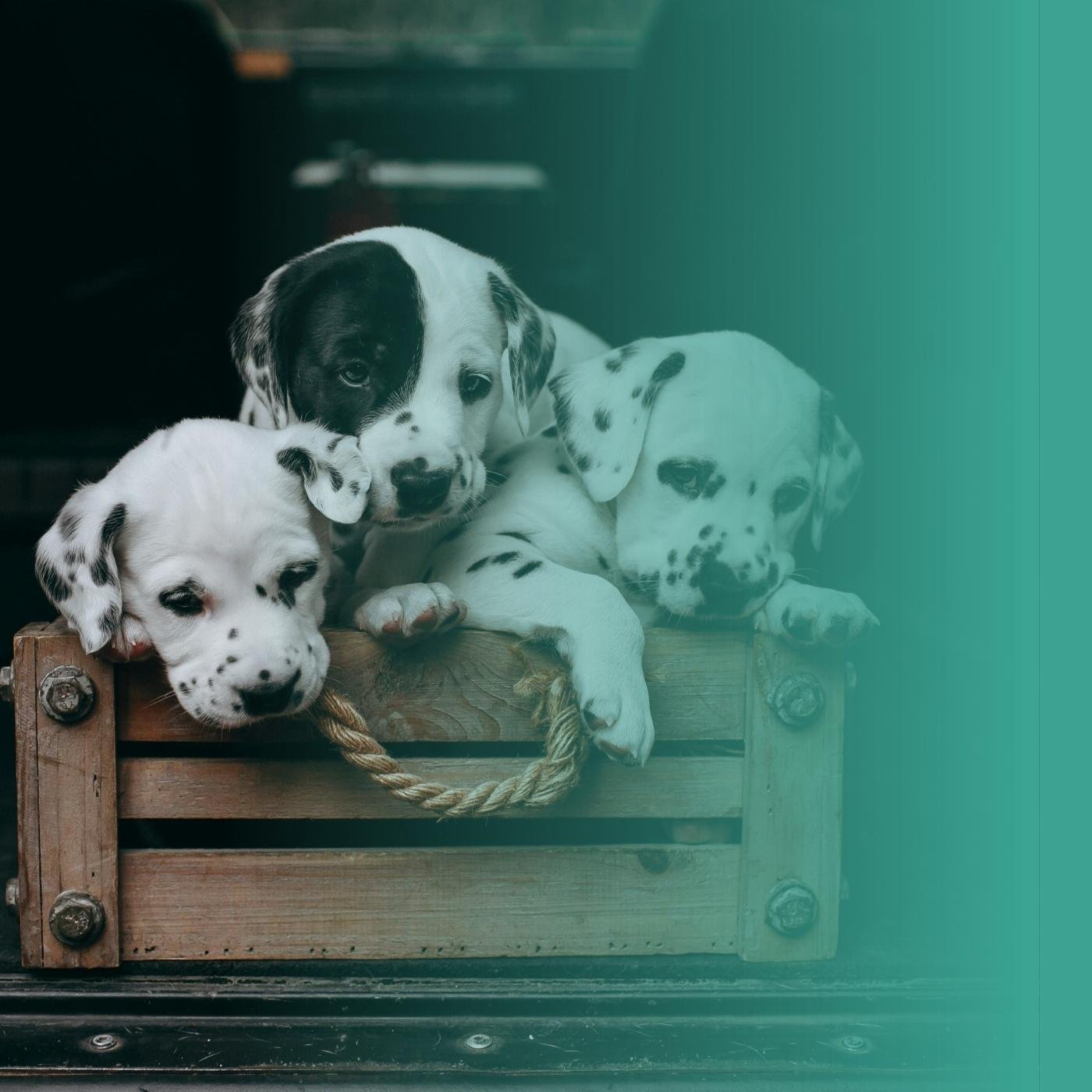 Chiot triste dans un élevage canin peu fiable