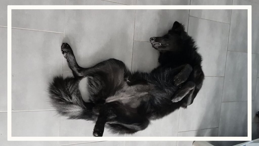 Old Inuit Dog couché sur le dos en mode détente.