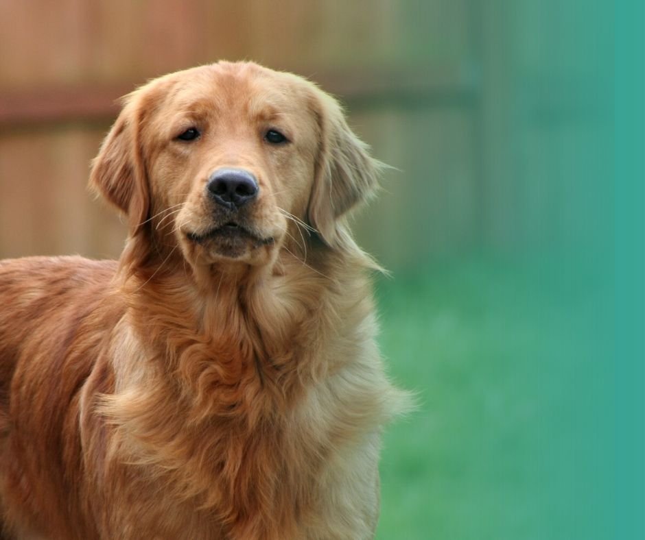Golden Retriever adulte, race de grand chien idéale pour les familles