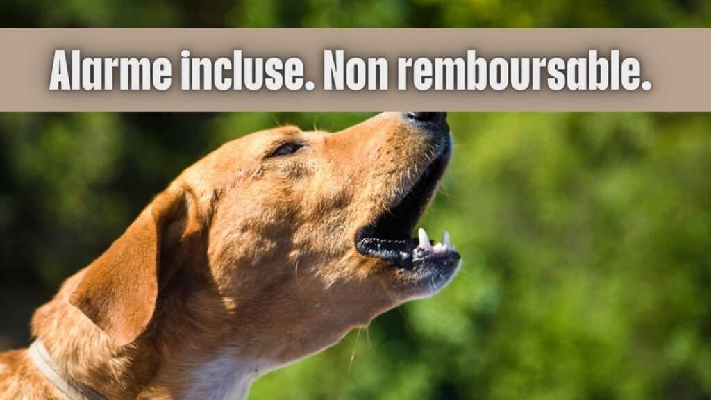 Photographie d'un chien de grande taille en train d'aboyer