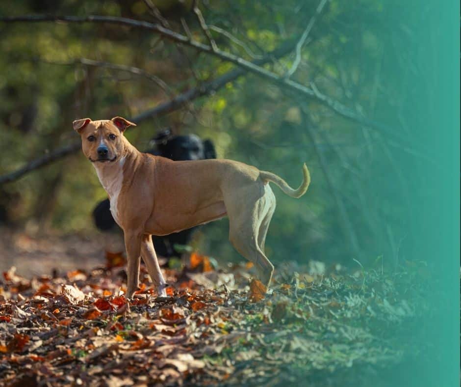 Chien de grande race photographié dans un décor forestier. Il est debout sur ses quatre pattes et possède une robe fauve.