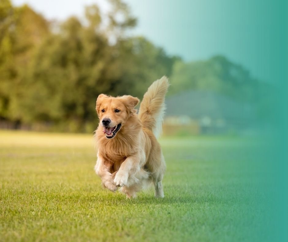 Grand chien qui court en plein champ.