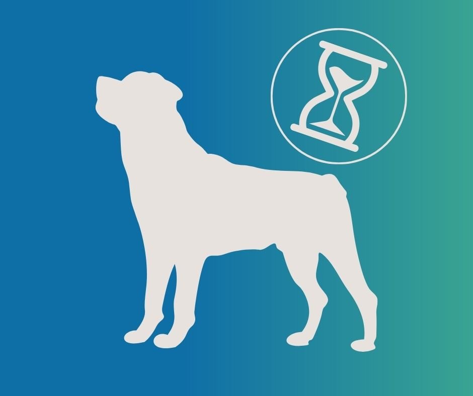 age chien senior