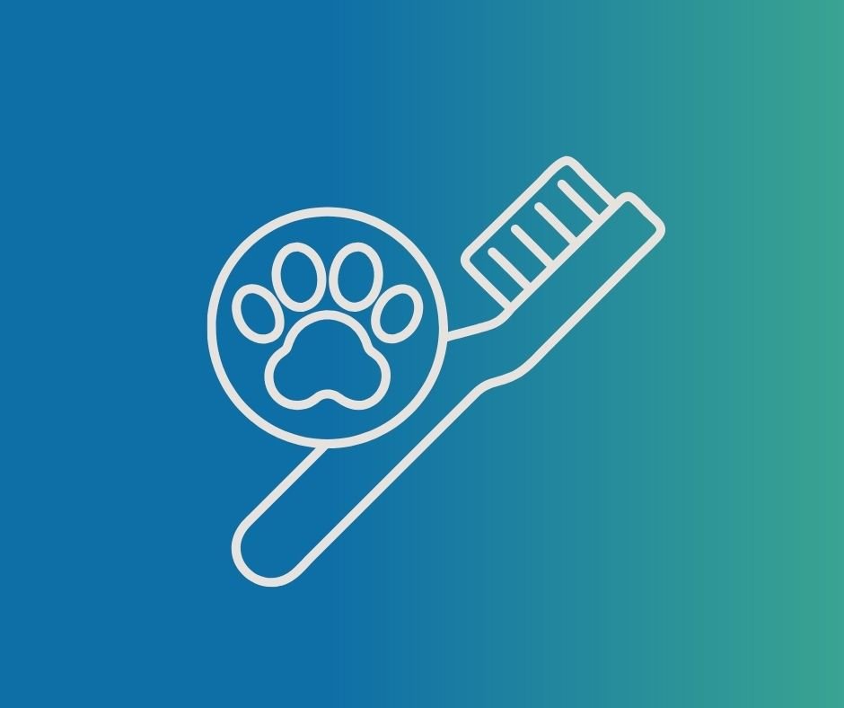 soins canins du quotidien