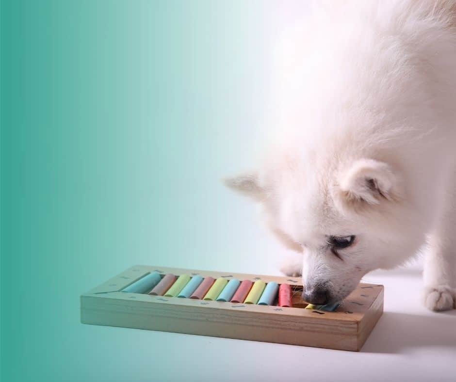 Chien s'exerçant sur un jeu d'intelligence cognitif, idéal pour la stimulation mentale des chiens débutants.