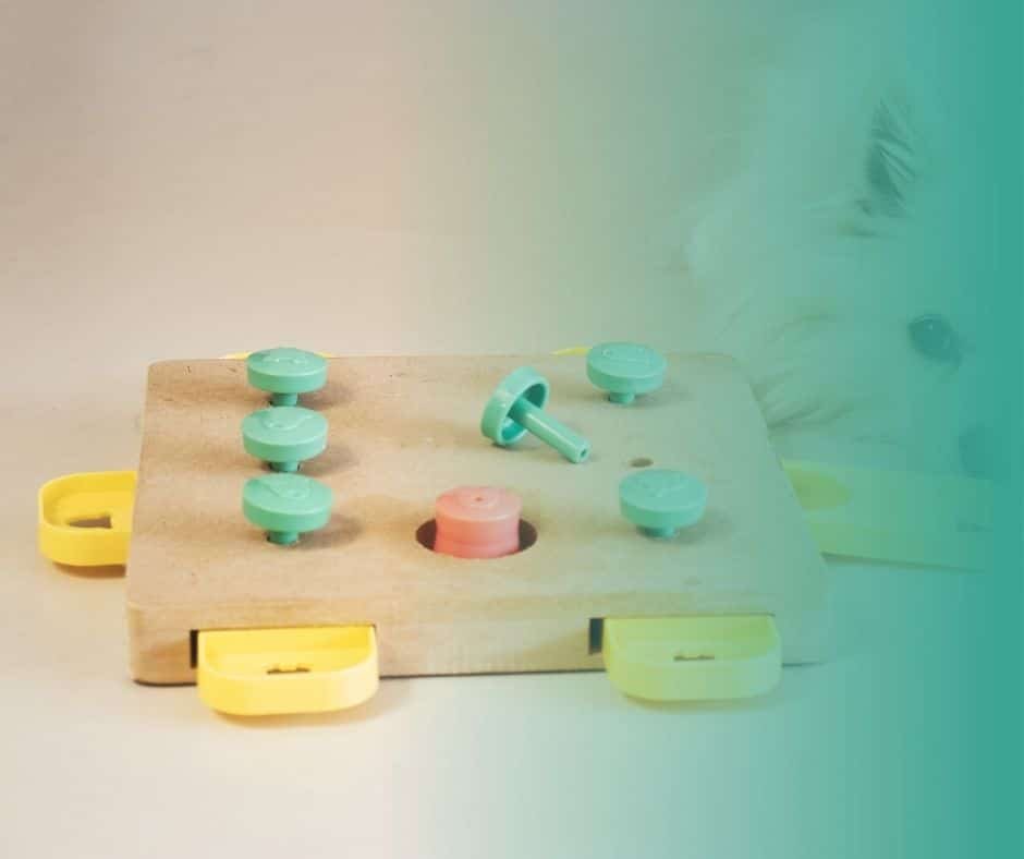 Chien jouant à un jeu de stimulation mentale à la maison, activité d'éveil facile à réaliser en intérieur