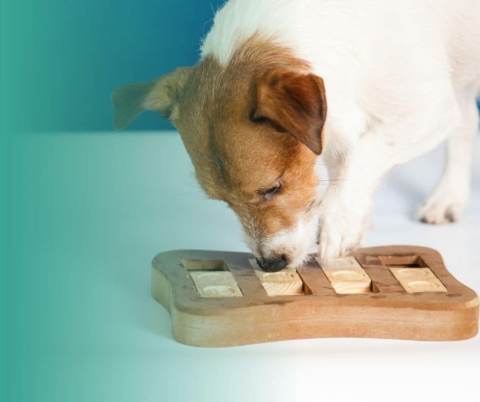 Chien concentré sur un jeu d'intelligence niveau avancé