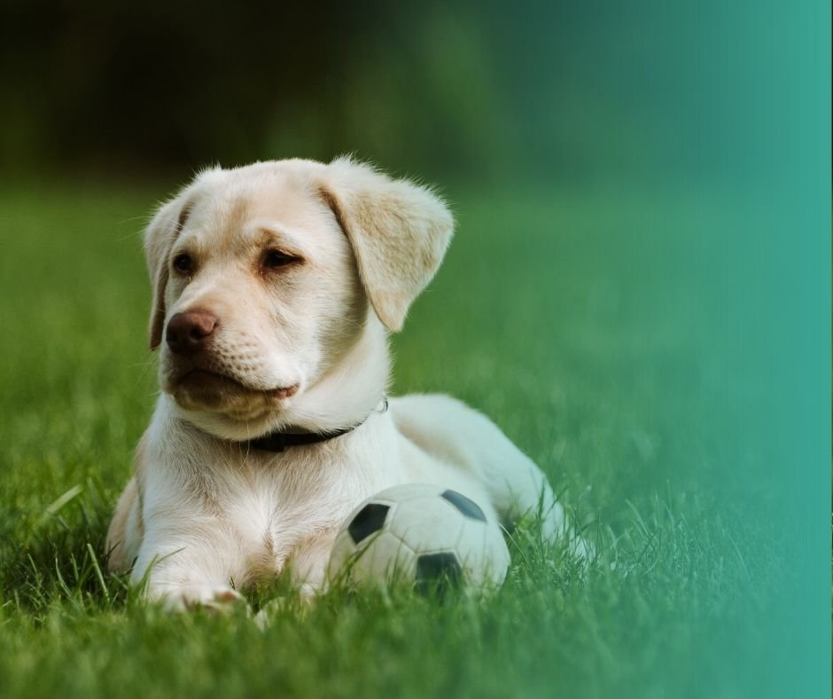 Labrador Retriever chiot au regard expressif.