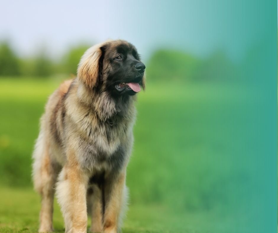 Leonberg, géant doux parmi les grandes races de chien