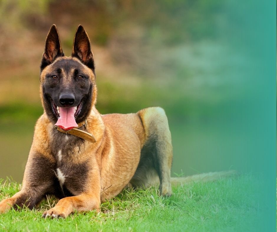 Berger Belge Malinois en position d'attention