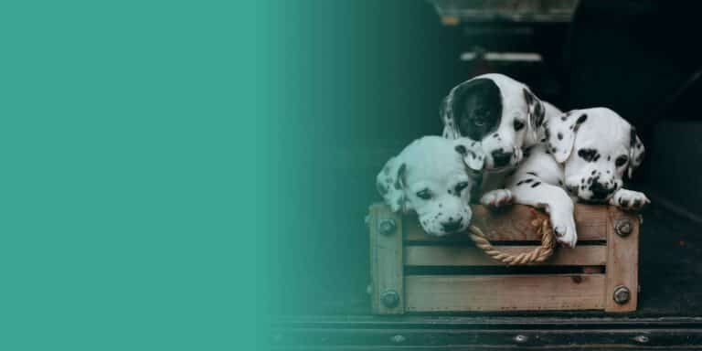 Élevage de chiens à éviter : les signes qui ne trompent pas