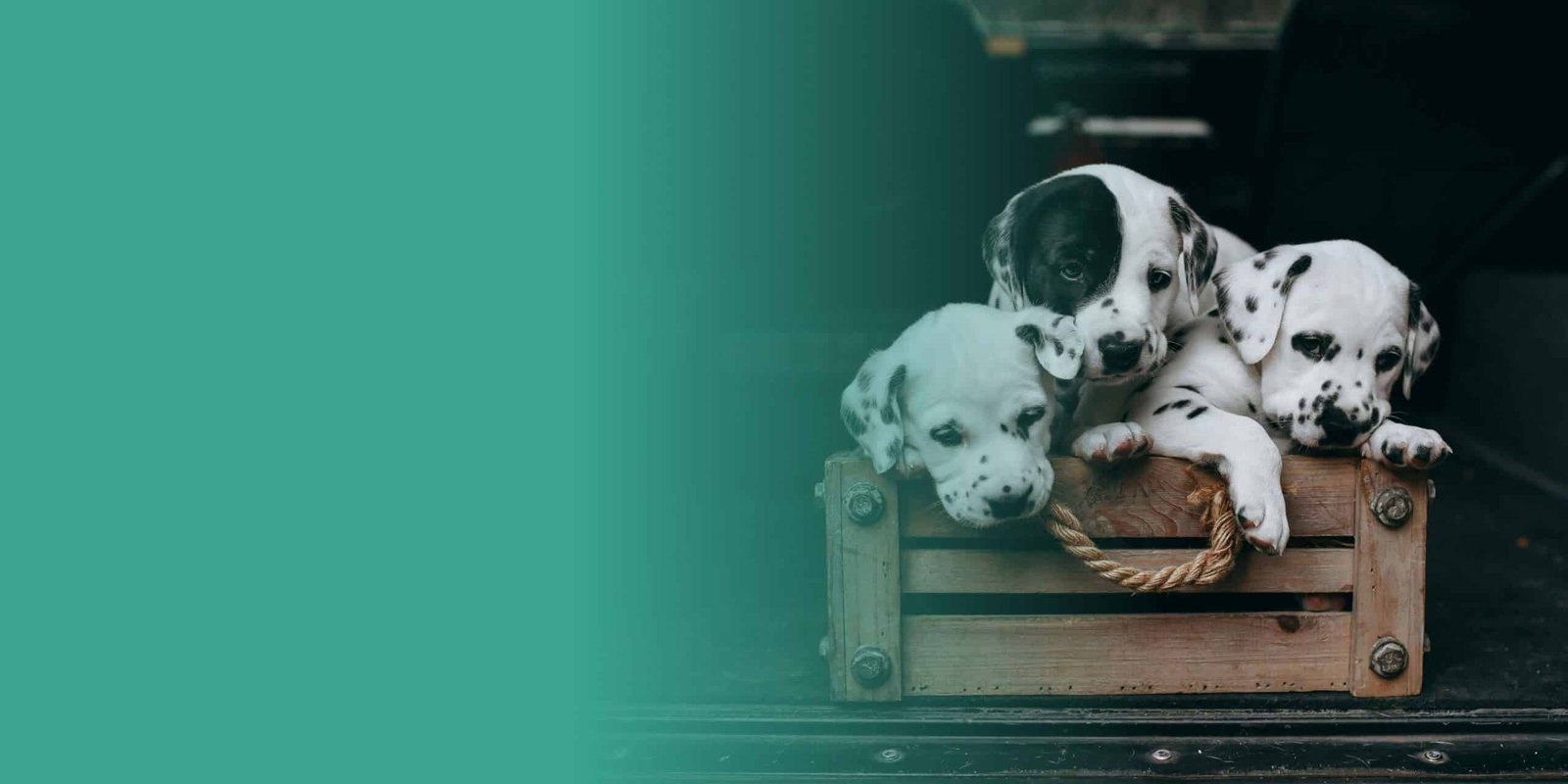 Chien heureux Crocadabra