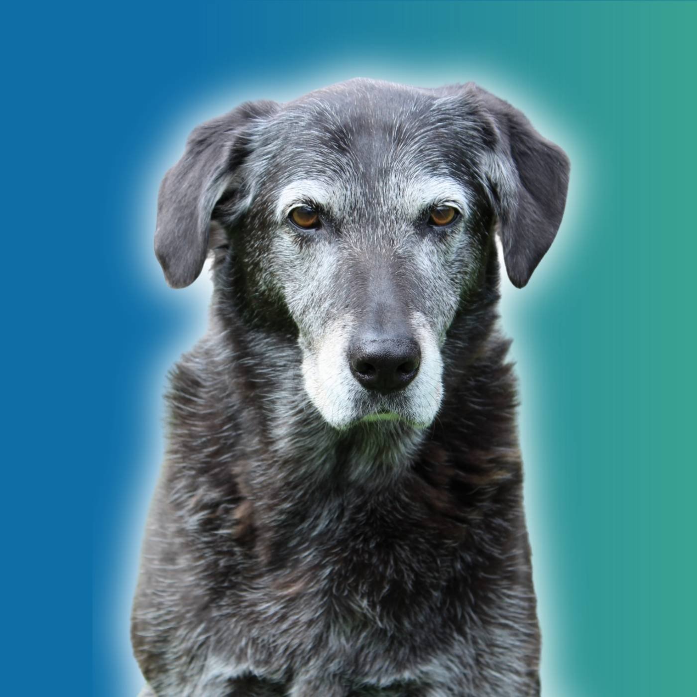 chien senior