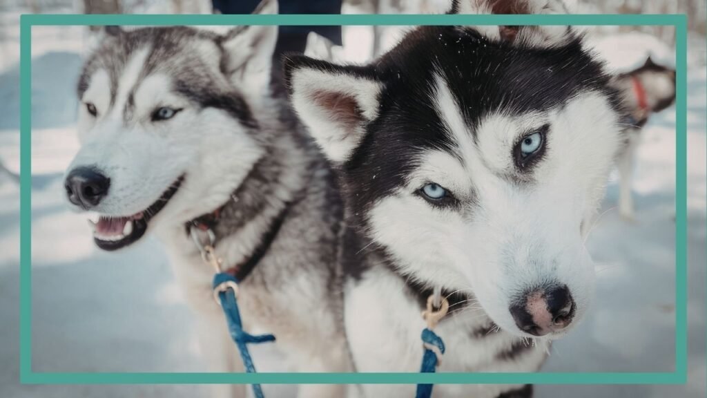 Photographie représentant deux chiens de race hysky en promenade. Cette photographie illustre l'importance de la balade pour l'équilibre du chien.