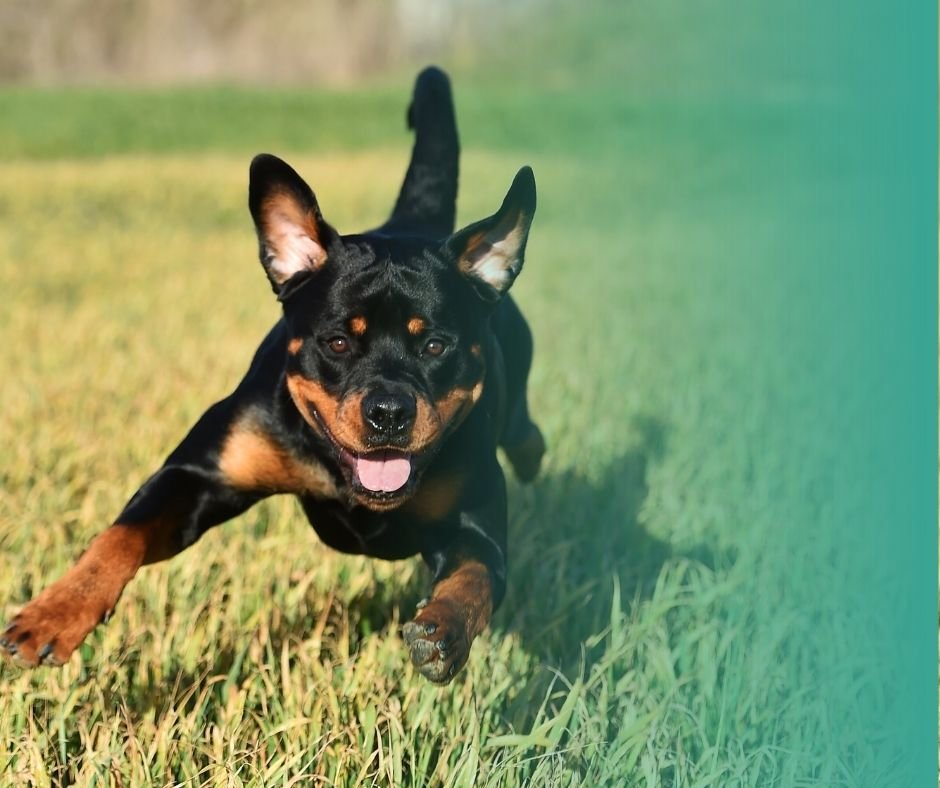 Rottweiler en train de courir dans un champ. Une grande race de garde puissante et loyale.