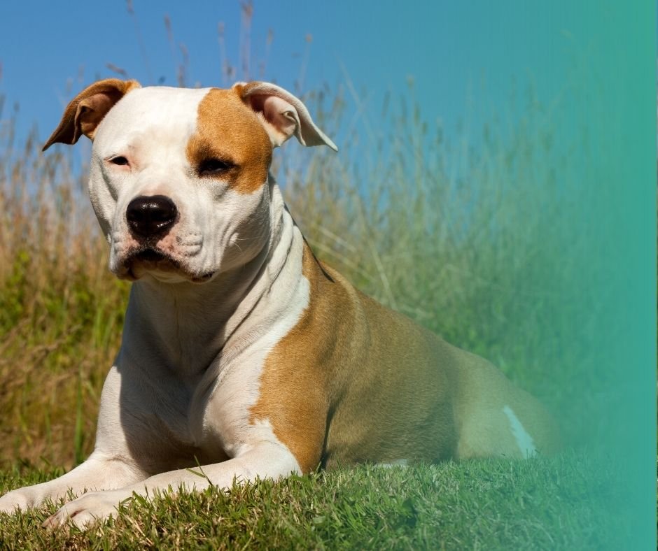 Staffordshire Bull Terrier couché dans l'herbe. Le pelage blanc et fauve.