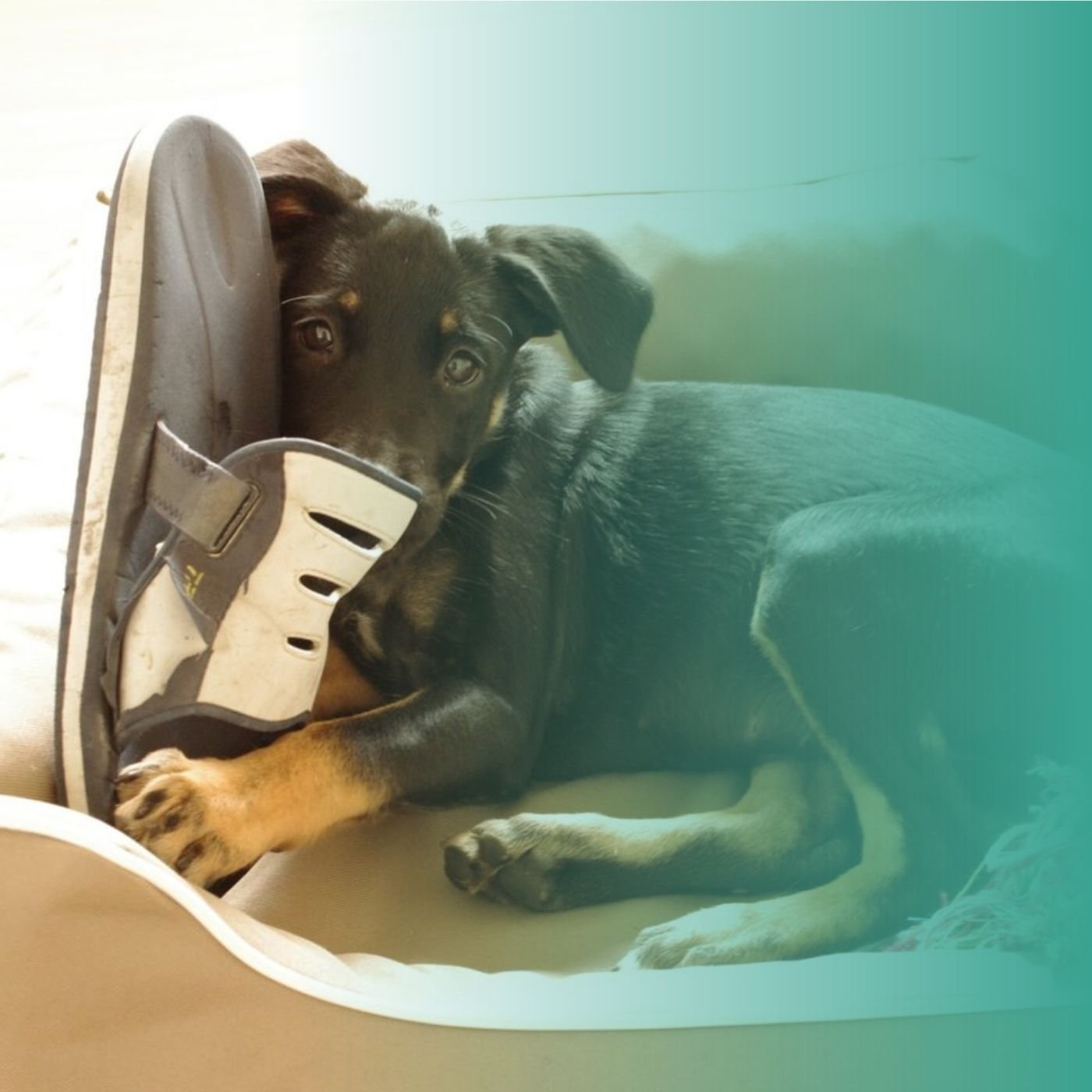 Chiot bien accueilli à la maison