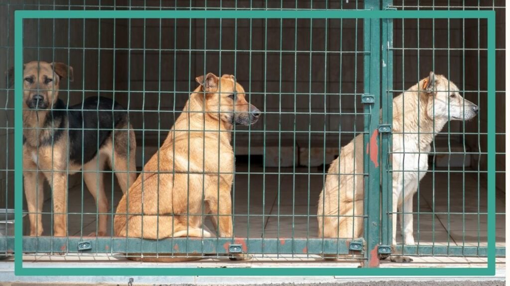 Photographie représentant plusieurs chiens de refuge proposés à l'adoption dans leur box.
