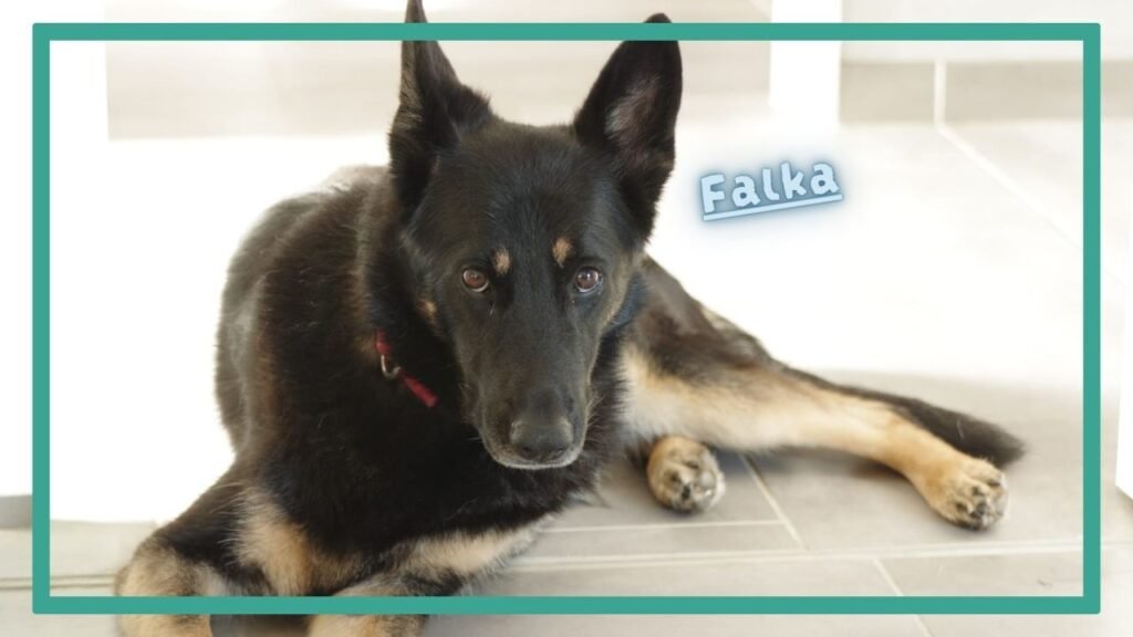 Photographie représentant Falka, un chien adulte adopté en SPA dans le cadre du dispositif SOS adoption.