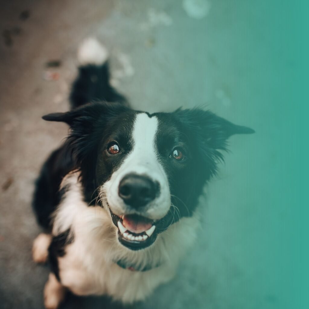 Photographie d'un chien border collie en train de regarder l'appareil photo d'un air joyeux. Il s'agit d'un chien adulte adopté en refuge.