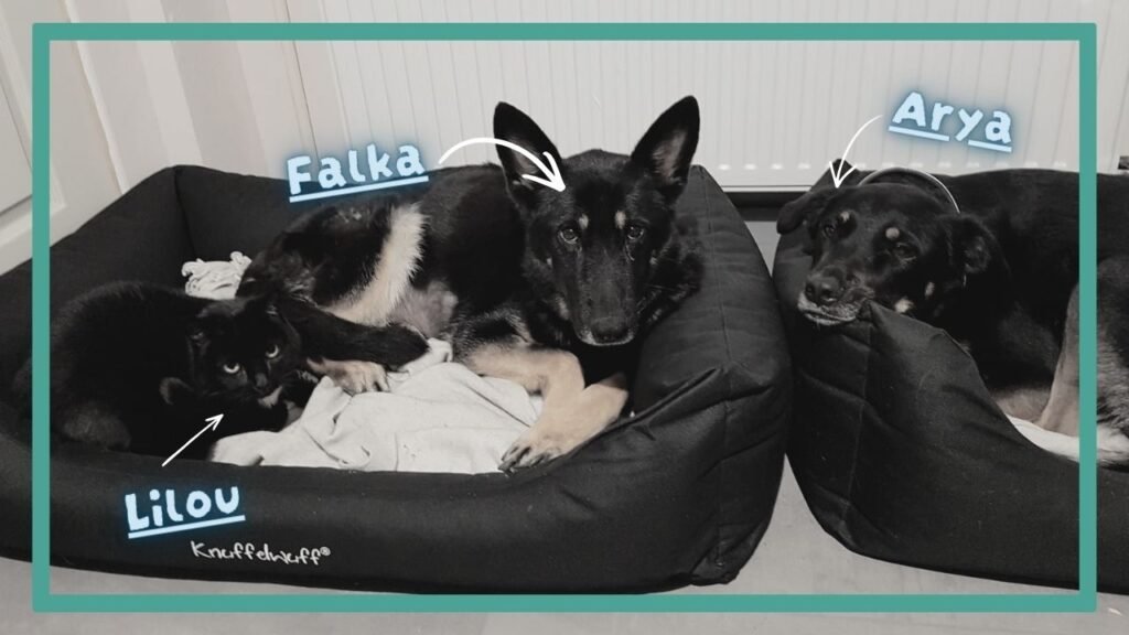 Photographie représentant deux chiennes et un chat qui sont couchés dans deux paniers pour chien. Le chat dort avec l'une des chiennes. L'aménagement est pensé pour bien accueillir un chien adulte dans ce foyer.
