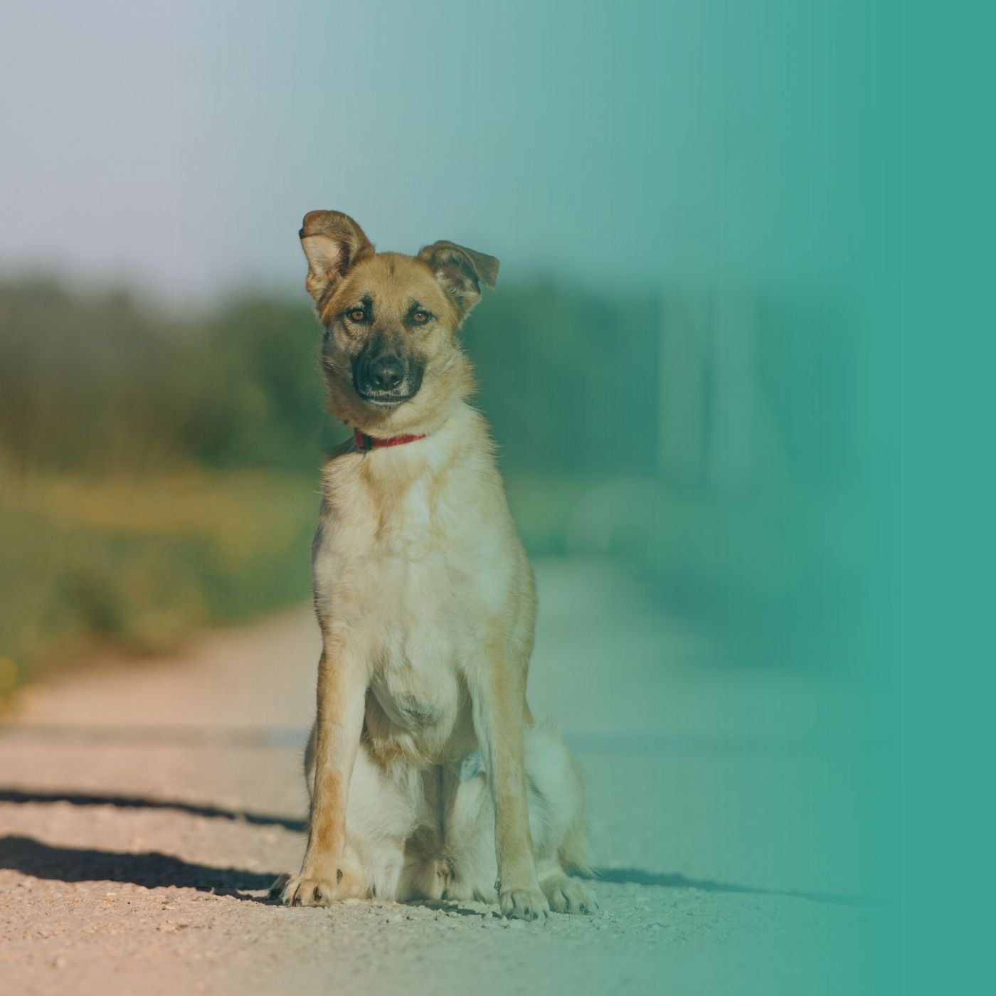 Chien adulte bien accueilli à la maison