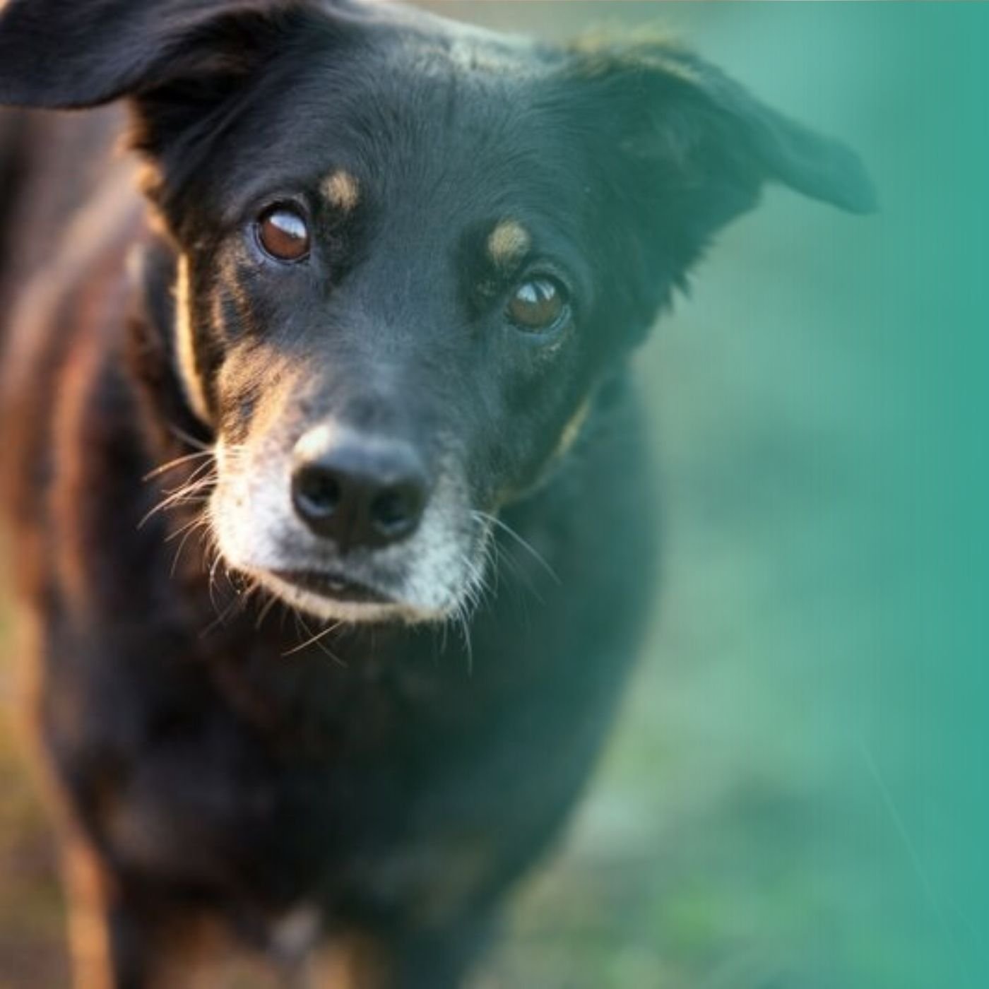 Prendre soin d’un vieux chien au quotidien
