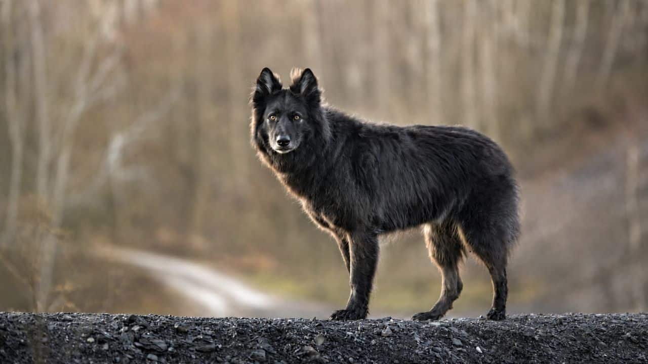 Photographie représentant un chien loup