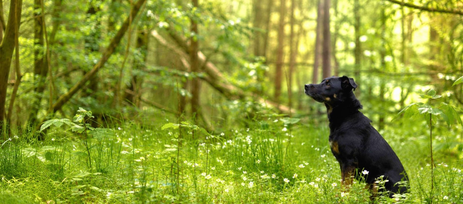 Chien heureux Crocadabra