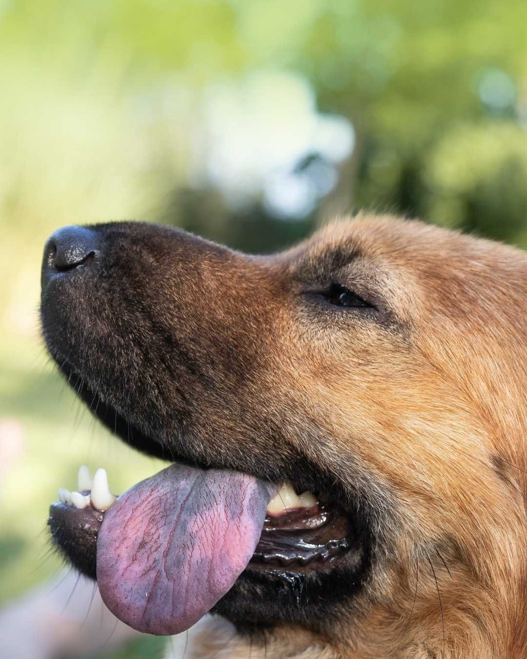 Accessoires indispensables pour chien de grande race