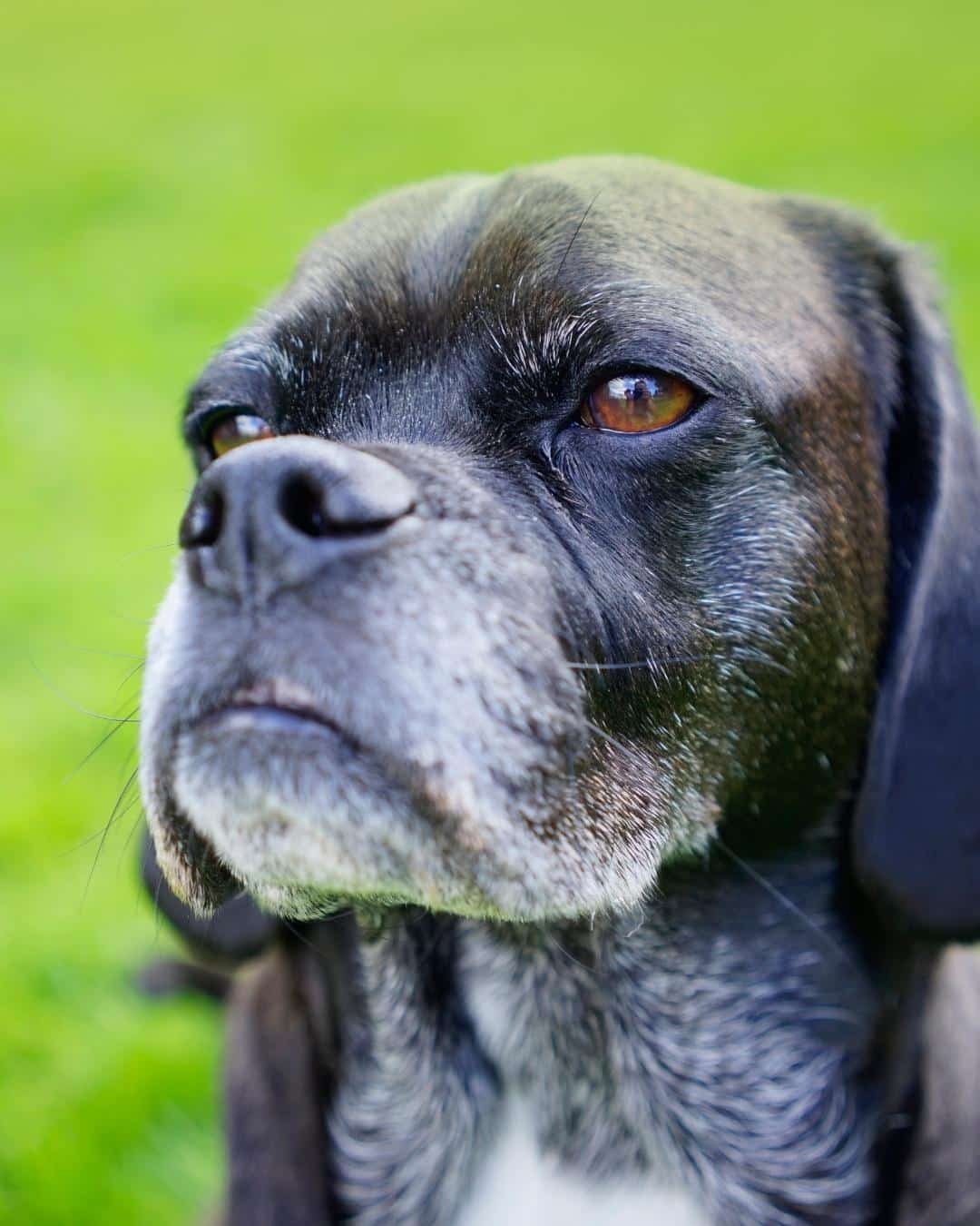 Accessoires pour chien senior de grande taille