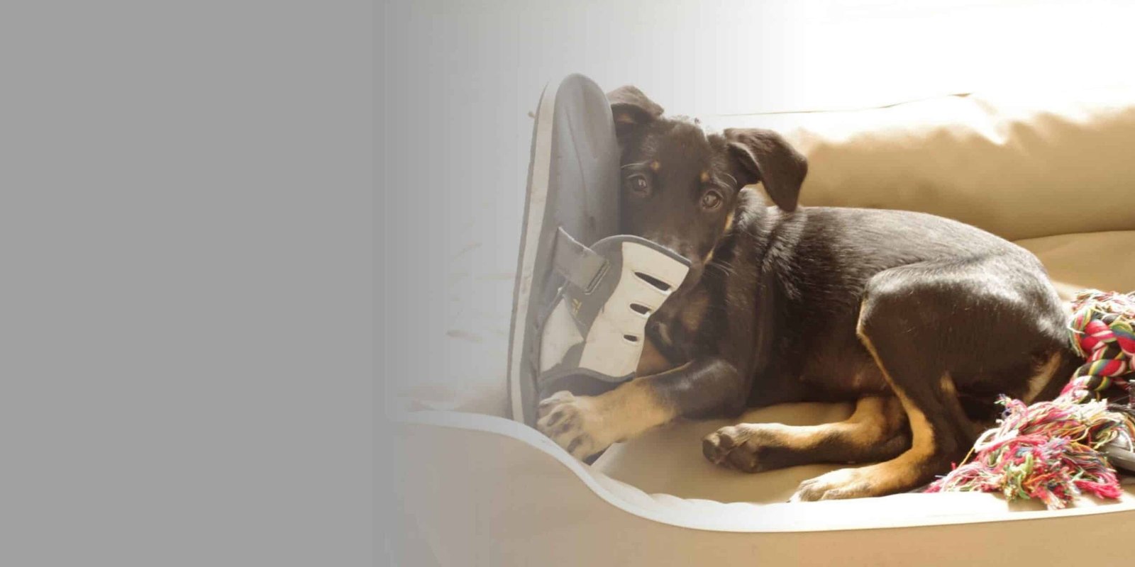 Chien heureux Crocadabra