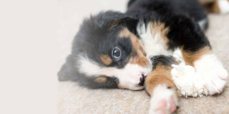 Astuces Propreté Chiot : la Méthode Qui Marche Vraiment