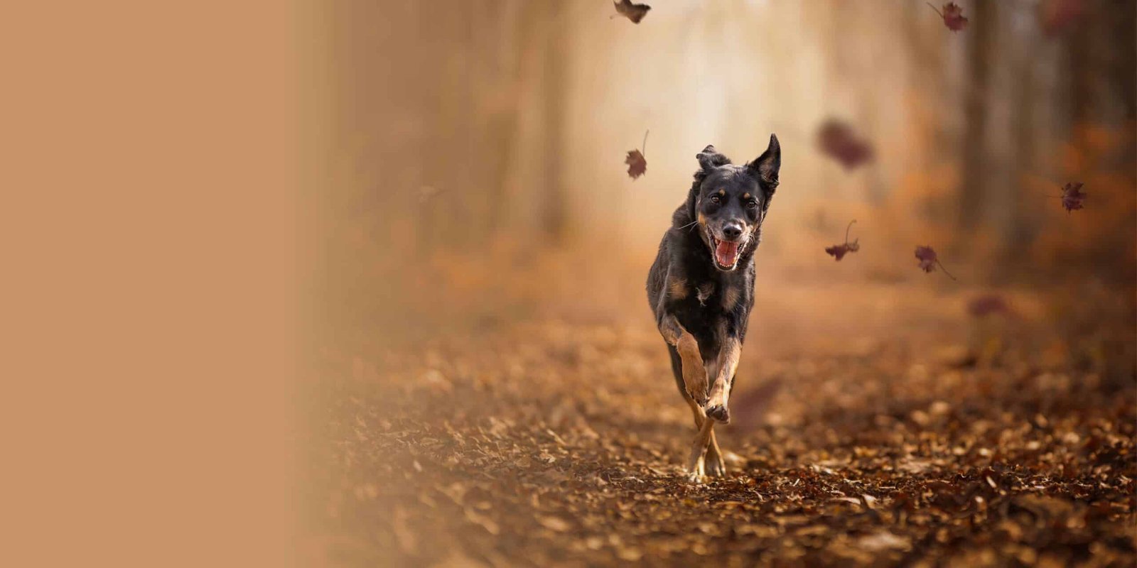 Berger créole courant dans une forêt en automne - blog grands chiens