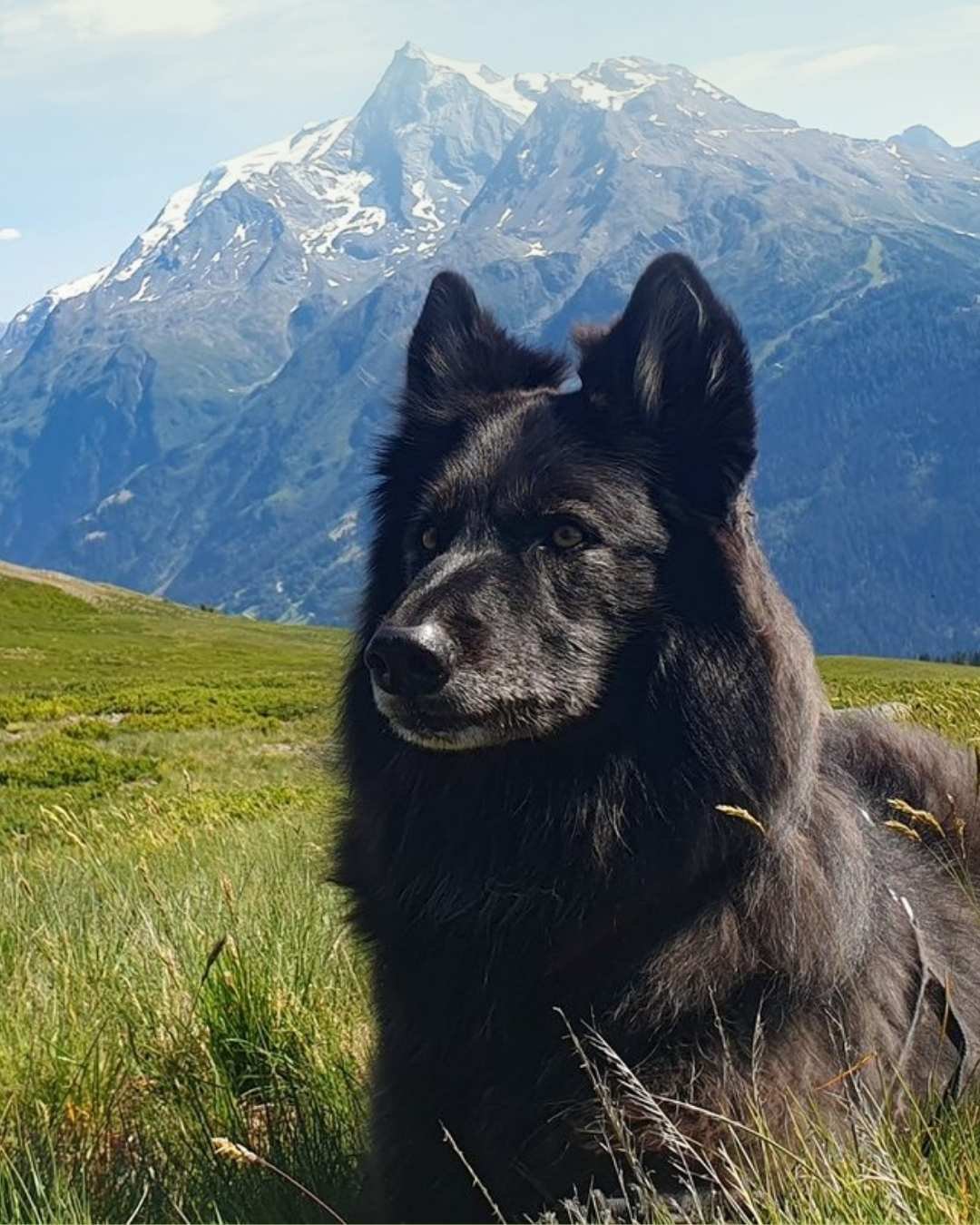 Chien-loup adulte dans un paysage montagneux