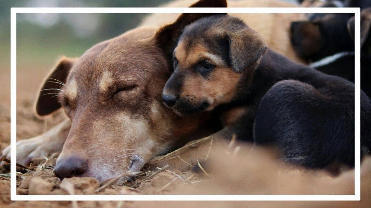 Un chiot de quelques semaines ne peut pas être propre. Sa vessie n'est pas encore mature.