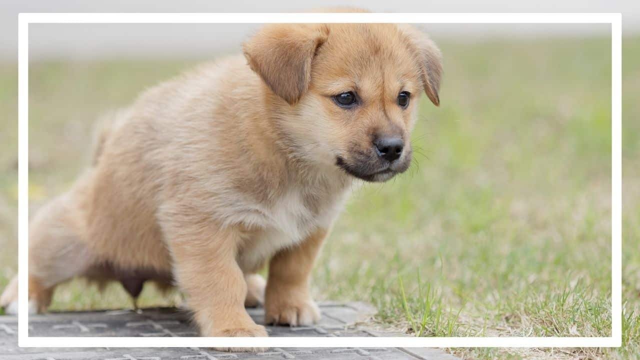 Chiot en train d'uriner dehors pendant l'apprentissage de la propreté.