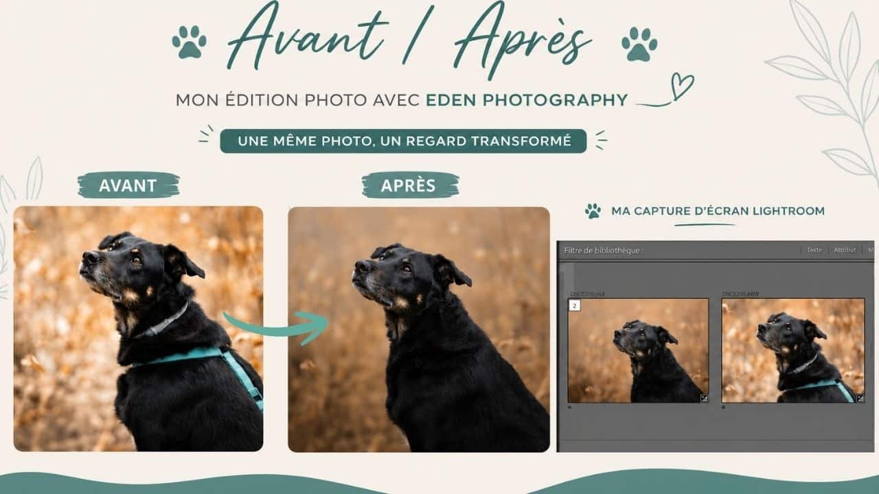 Comparaison avant après d'une photographie de chien retouchée lors d'une formation en photographie avec Eden Photography, avec capture d'écran du logiciel Lightroom. 