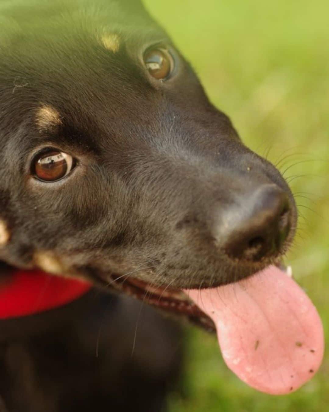 Produits essentiels pour chiot de grande race
