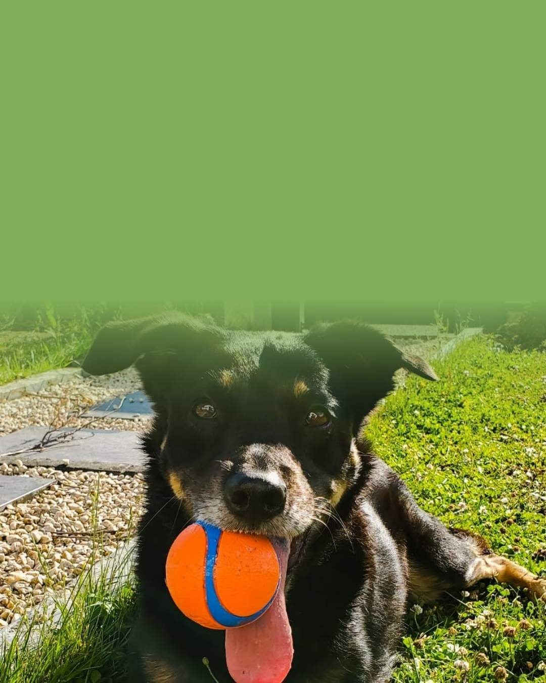 Accessoires pour chien de grande race : chien avec une balle résistante dans le jardin