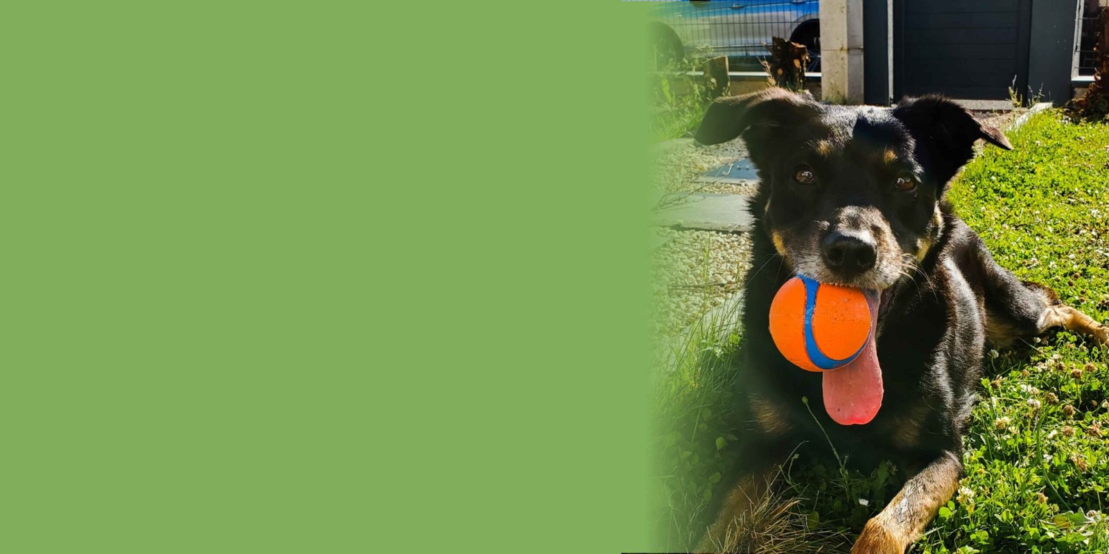 Accessoires pour chien de grande race : chien noir jouant avec une balle.