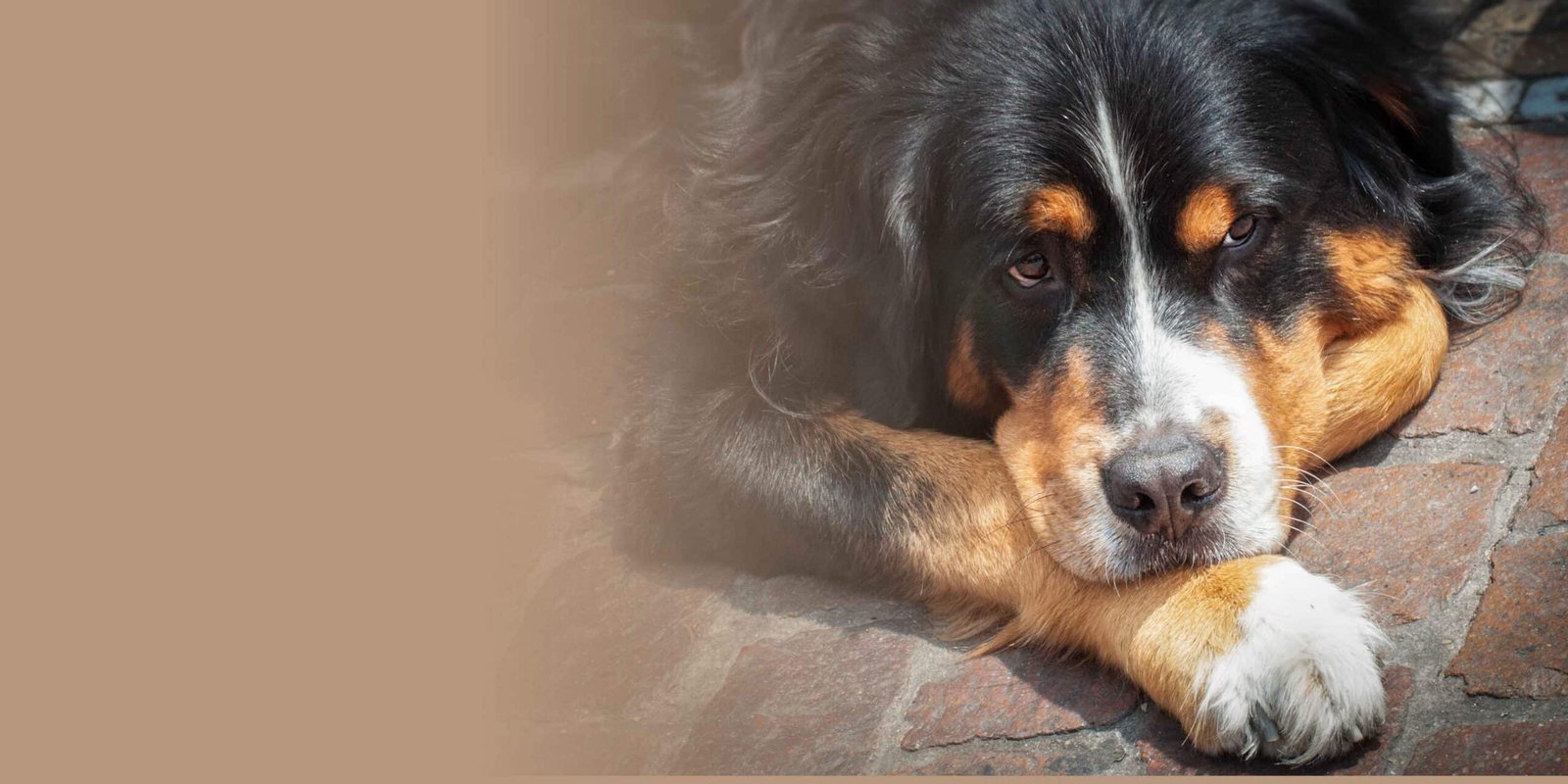 Comment bien accueillir un chien adulte et l’aider à s’adapter