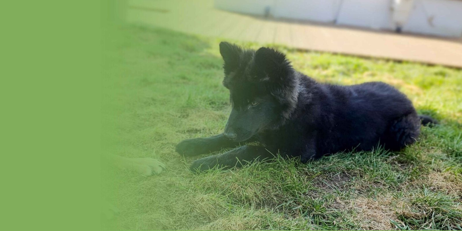Chiot chien-loup noir couché sur une pelouse pendant une séance de découverte en extérieur.