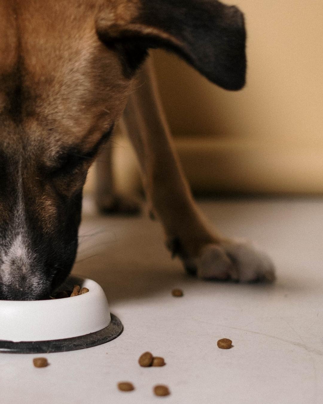 Chien, le museau plongé dans sa gamelle de croquettes adaptées à son gabarit et son âge. 