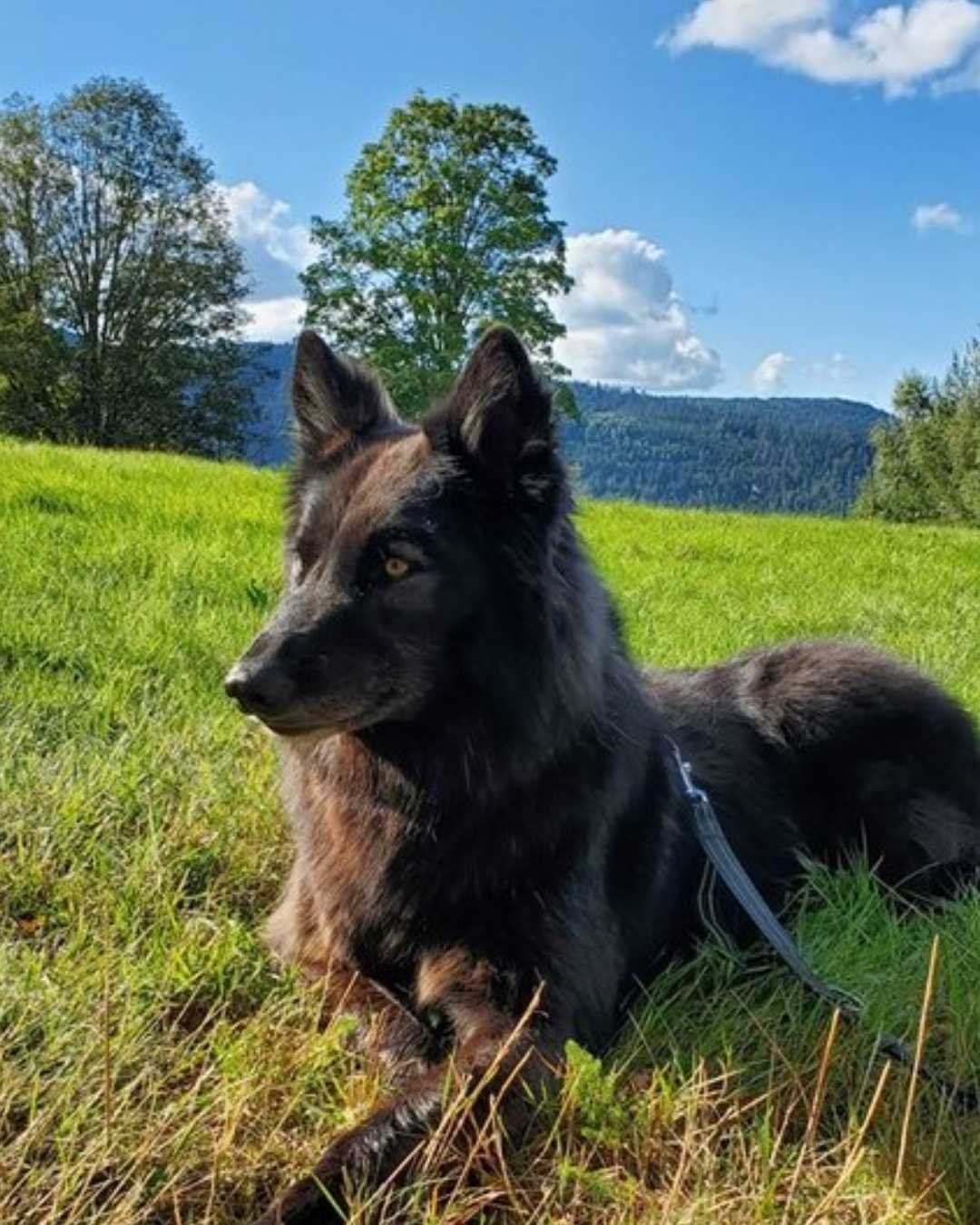 Chien-loup en bonne santé bénéficiant d'une alimentation adaptée pour le préserver au maximum des maladies. 
