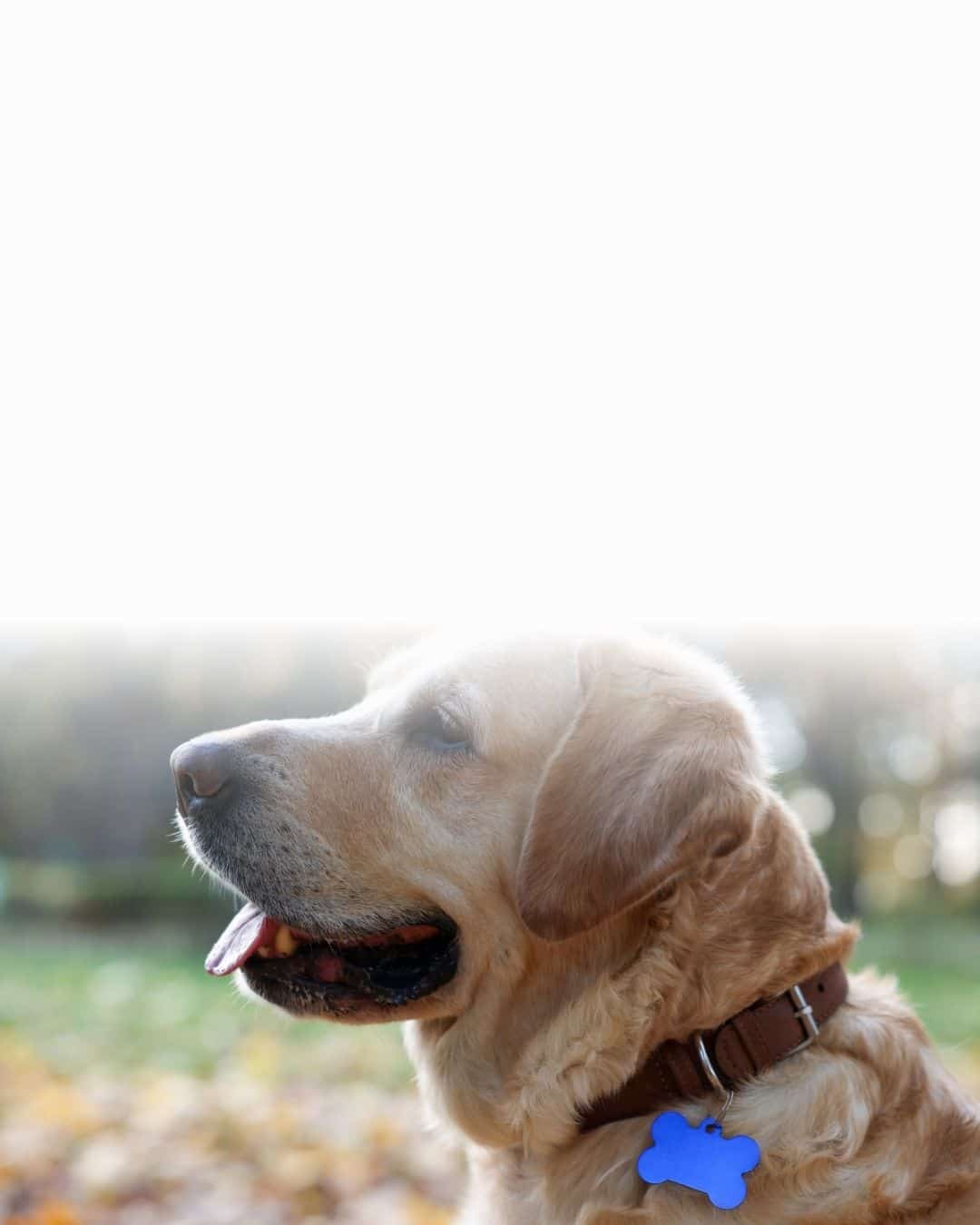 Collier pour chien de grande race porté par un labrador adulte