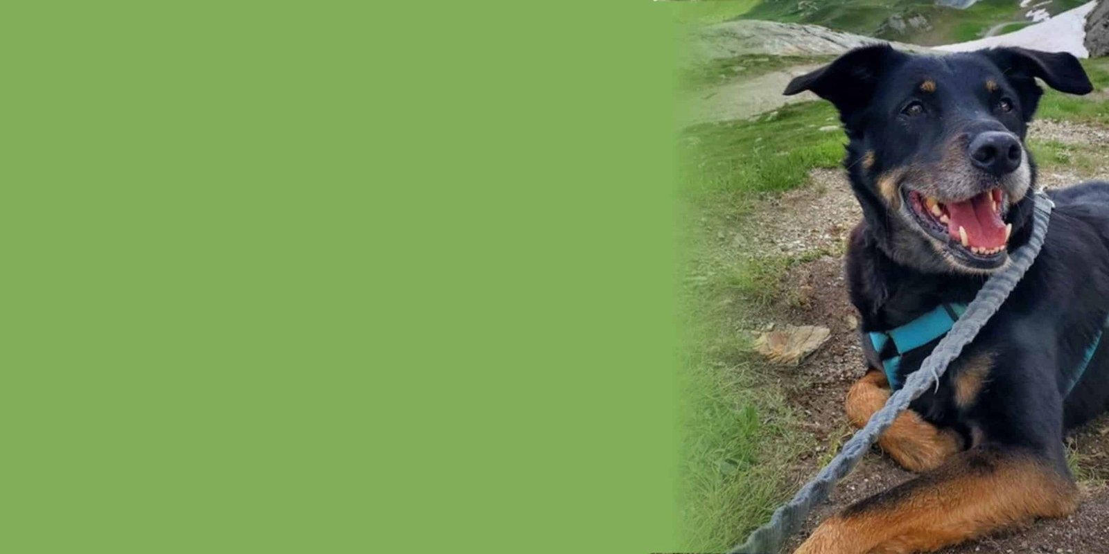 Grand chien noir et feu équipé d’un harnais et d’une laisse en montagne